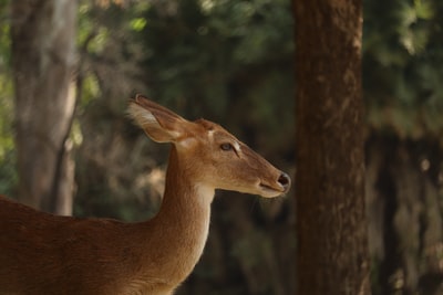 The tree brown deer
